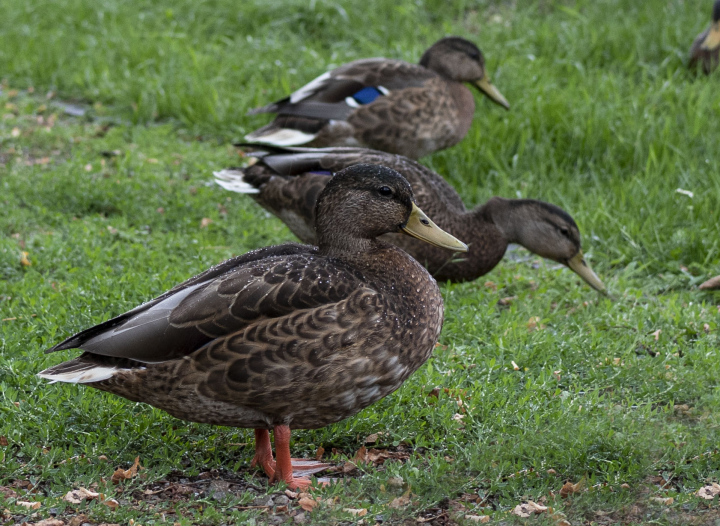 Ducks on the grass