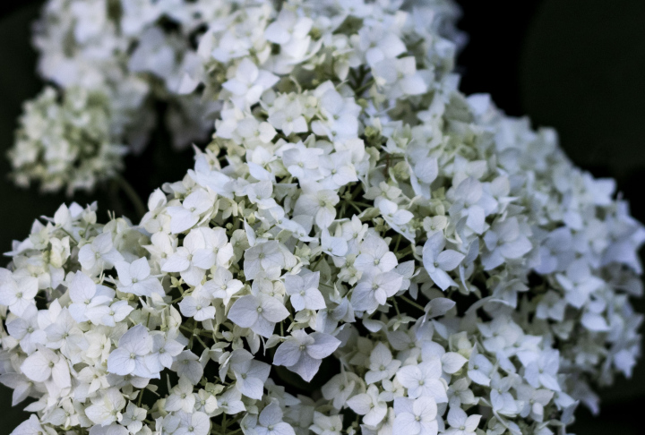 Bouquet Hydrangea on a Black Background