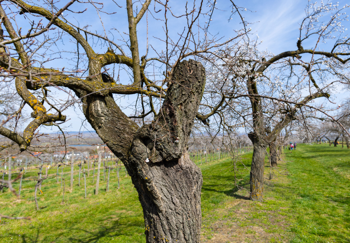 Spring in the fruit orchard
