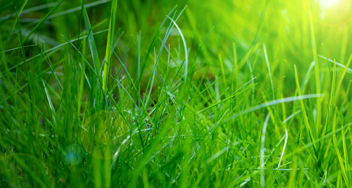 Green grass in the garden. Morning sun.