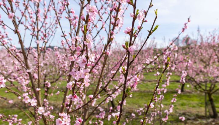 Flowering apricot and peach trees in the orchard