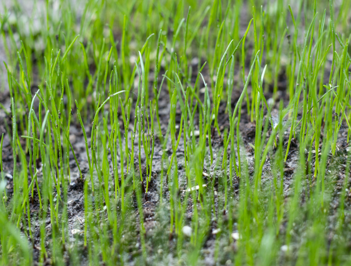 Young shoots of lawn grass