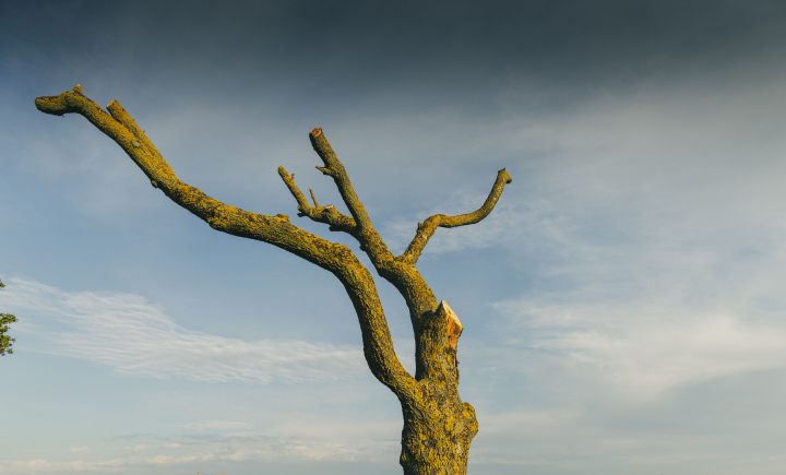 Truncated Tree Trunk