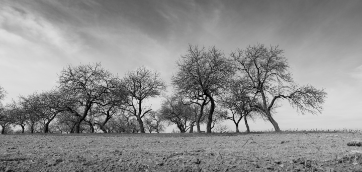 Old Fruit Trees in the Orchard, black and white photo