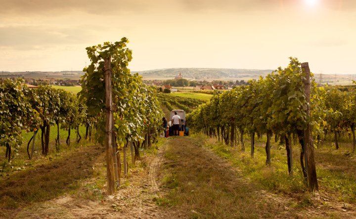 Harvest of grapes