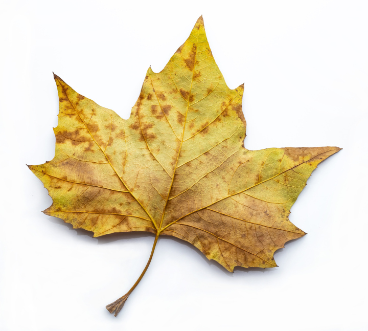 Autumnal leaf on white background