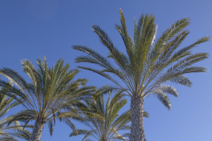 Palm trees in the sun