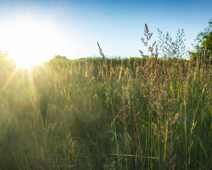 Ears of wild grass in the meadow and sharp sun