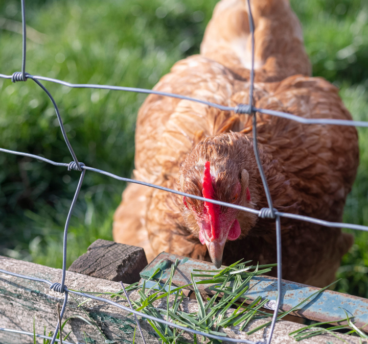 Hen nibbling on the green grass