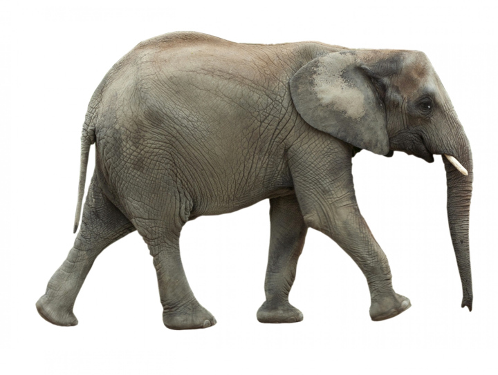 Elephant on a white background
