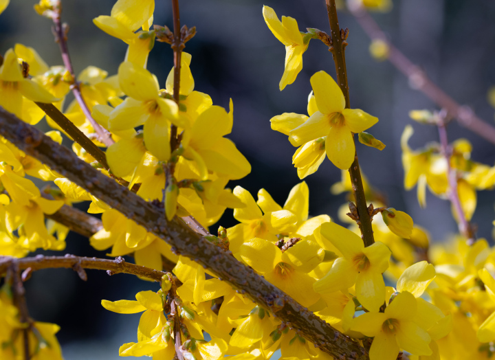  kwiaty forsycji z bliska