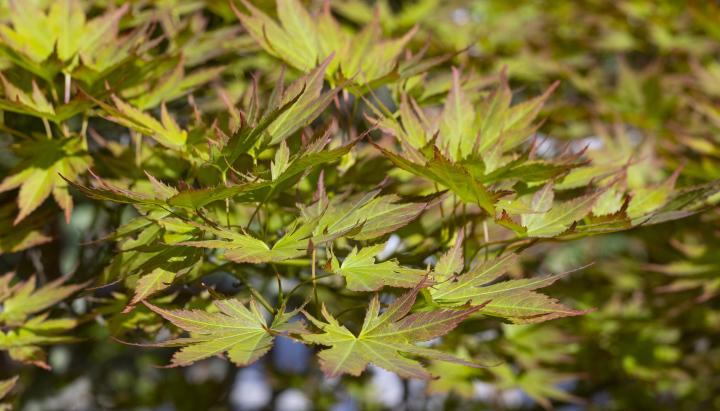 Green palm maple leaves