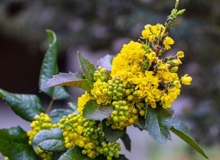 Mahonia, flowers. High resolution