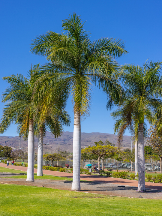 Tall palm trees in a tropical park