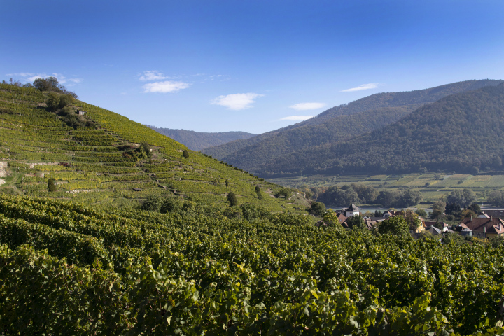 Vineyards in the Wachau Valley