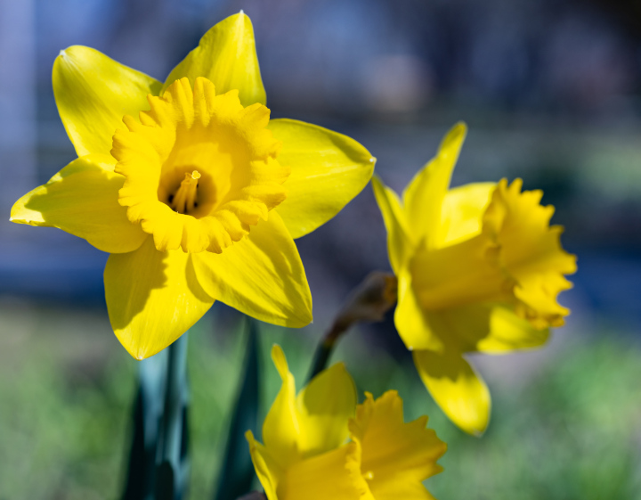 Blooming daffodils, spring
