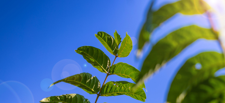 Green Leaves in the Sun.