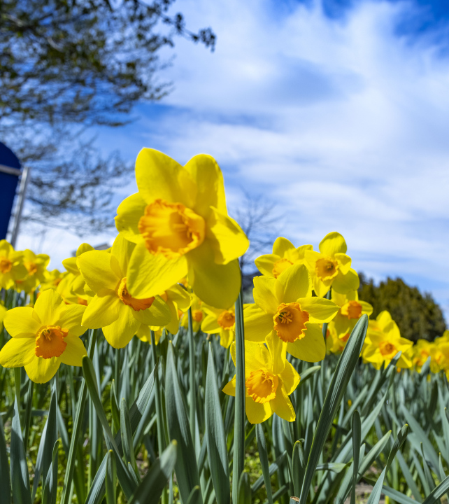 Blooming daffodils in the park