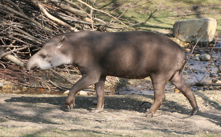 Tapir on the Walk