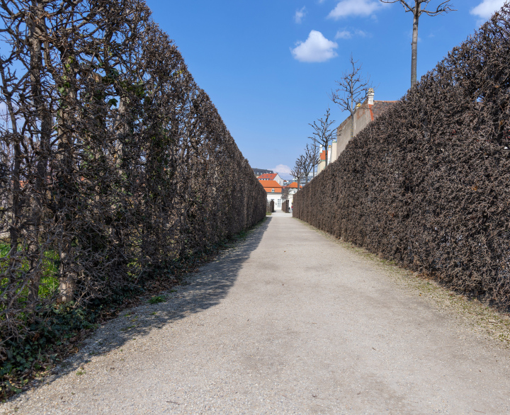 Tall hedges in the Belvedere gardens in Vienna.