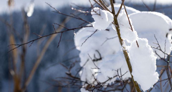 Snow on the branches of the bushes