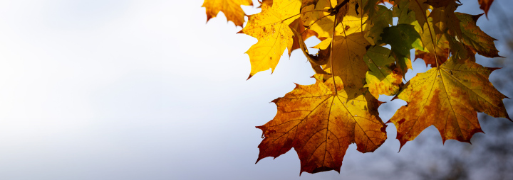 Maple leaves, autumn banner with place for text