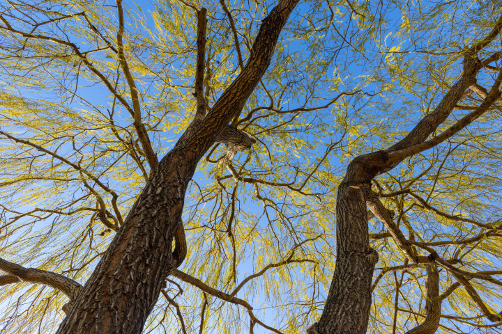 Hanging tree, the crown of a tree with branches against the sky