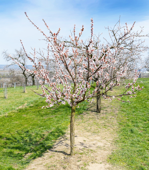 Blooming trees in the orchard