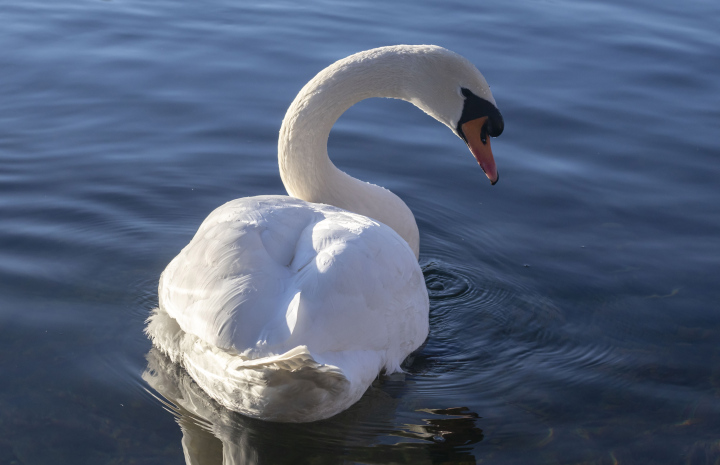 White Swan