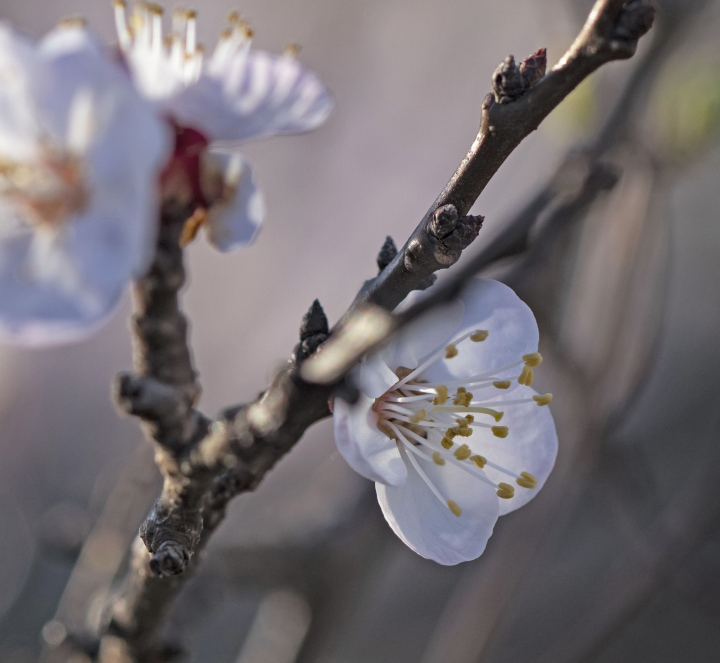 Flowering shrubs in spring