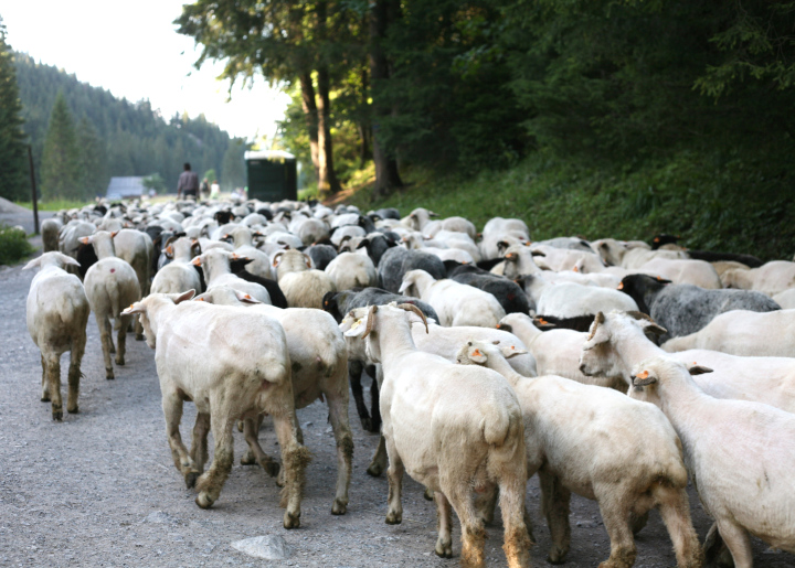 Sprinting Sheep In The Mountains