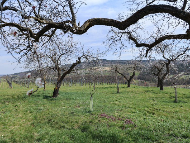 Spring in the orchard, blooming fruit trees