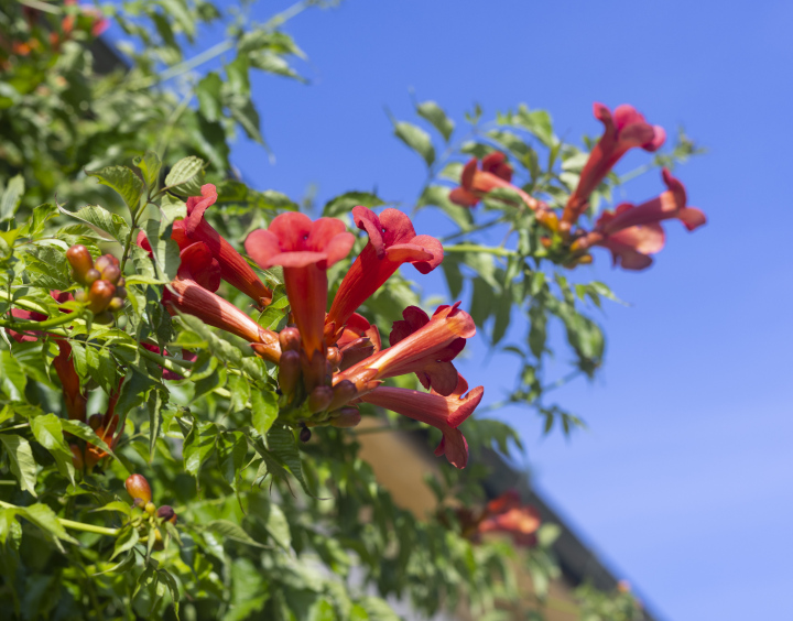 American trumpet red flowers