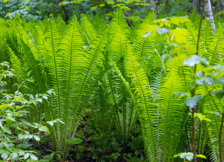 Ferns in the Dense Forest