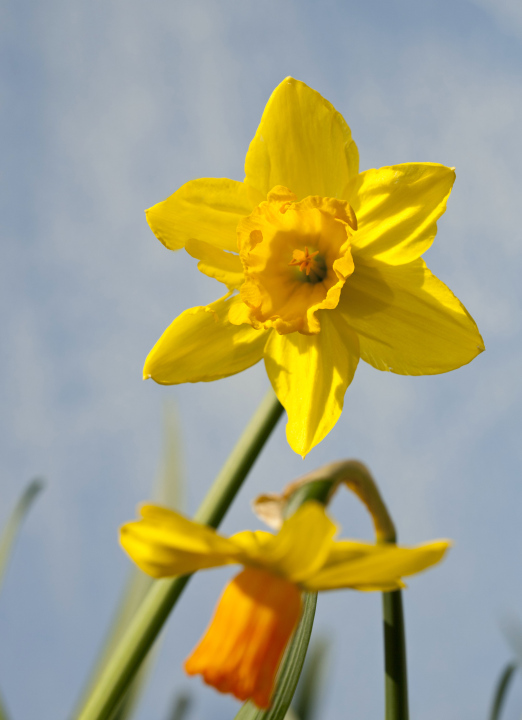 Blooming daffodils