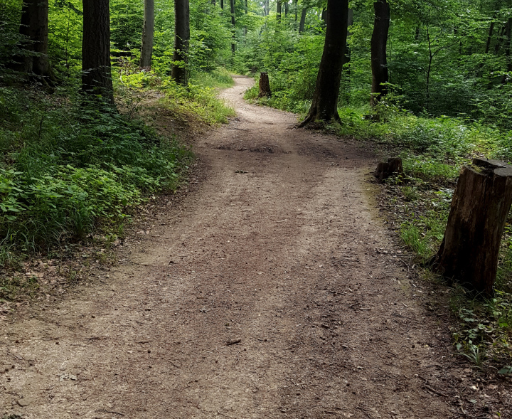 Path Through the Forest