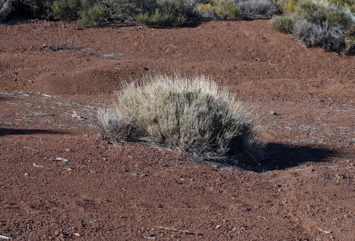 Dry-loving vegetation on volcanic rocks