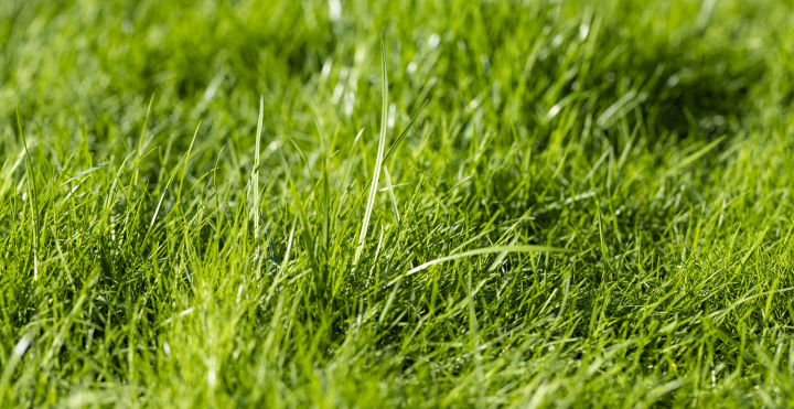 Green Lawn free picture