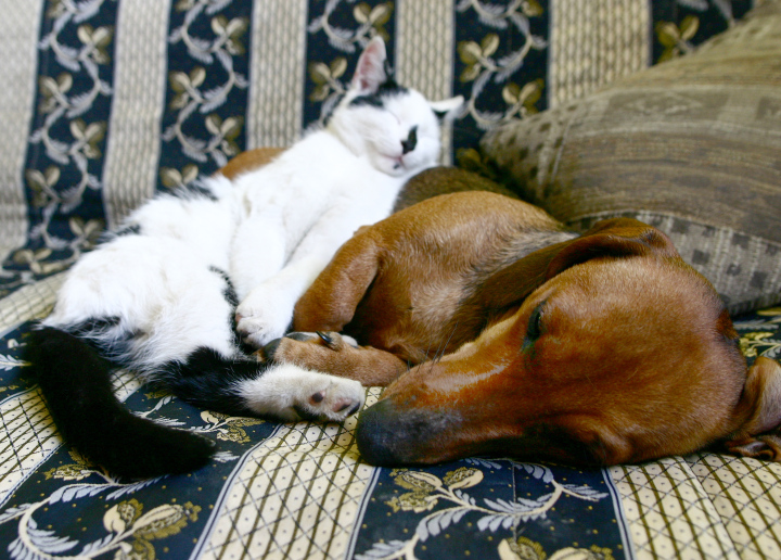 Dog And Cat In Time Of Sleep