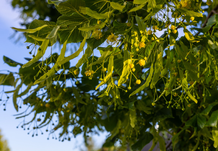 Linden flowers on the branches