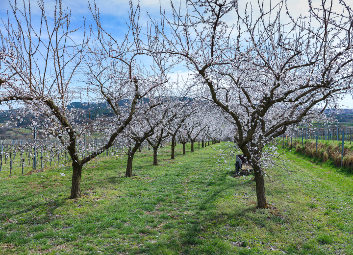 Flowering Trees in the Apricot Orchard