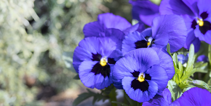 Blue Pansies