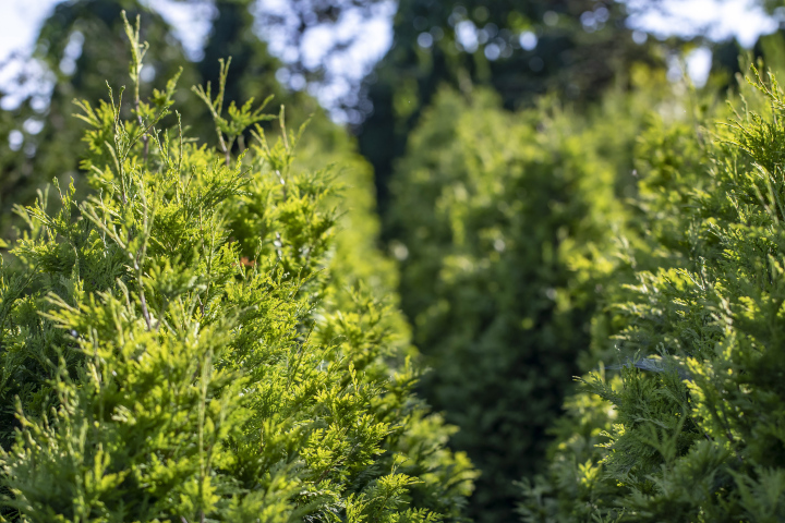 Growths of Coniferous Shrubs