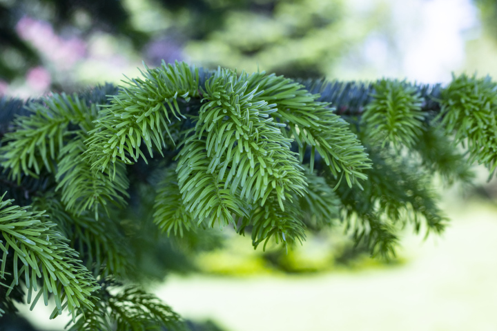 Coniferous branch