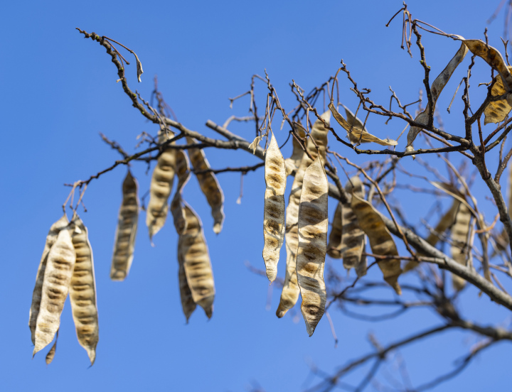 Seeds, pods on the branches of a hardwood tree