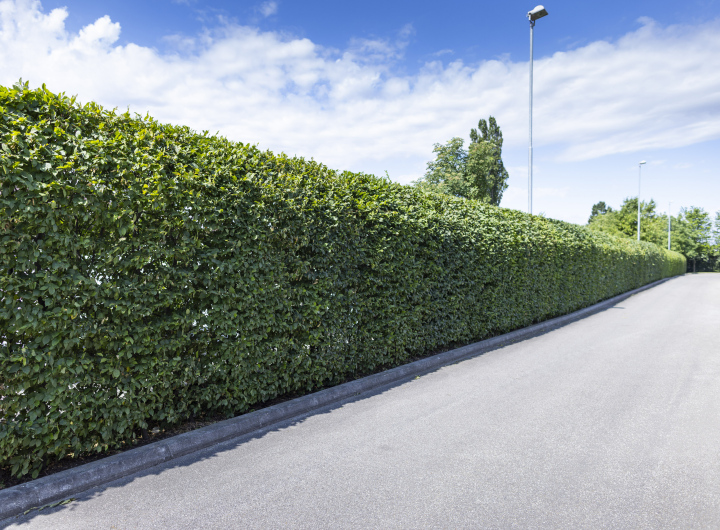 Regularly-trimmed hedge