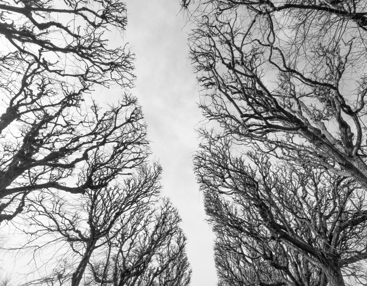 A row of trees without leaves, branches, black and white photo