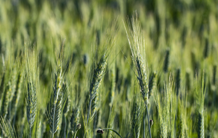 Green Grains of Cereals