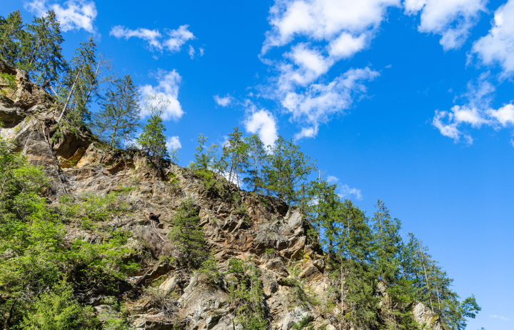 Trees on Rocks