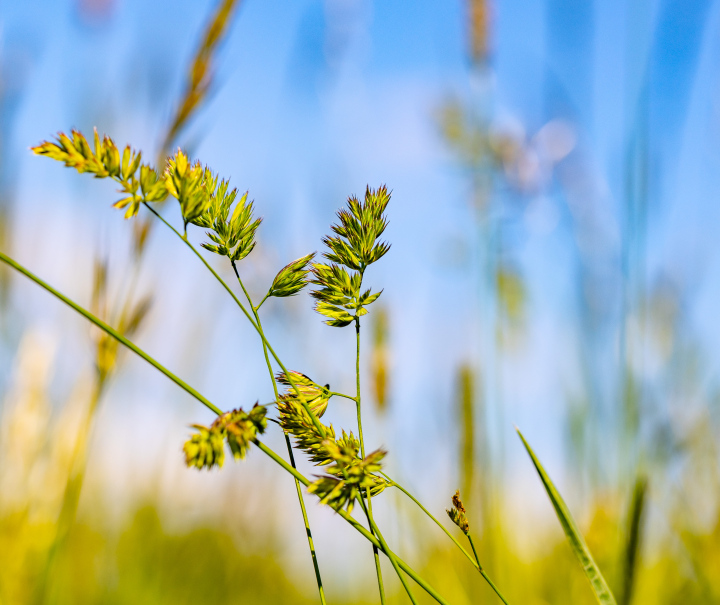 Grass seeds